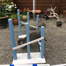 Kanin Guffe [+++himmelgnaver+++]