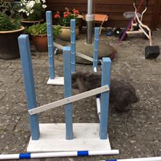 Kanin Guffe [+++himmelgnaver+++]