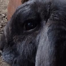 Kanin Guffe [+++himmelgnaver+++]