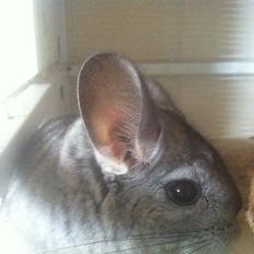 Chinchilla Tulle