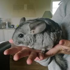 Chinchilla Tulle