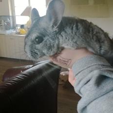 Chinchilla Tulle