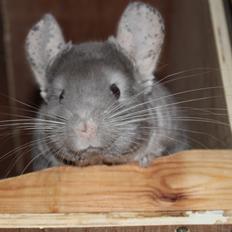 Chinchilla Hilltops Jupiter