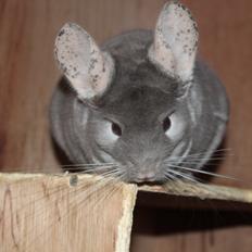 Chinchilla Hilltops Jupiter