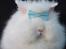 Kanin Grays von den Teddyranch. 23/4 - 22 juli 2014