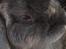 Kanin Guffe [+++himmelgnaver+++]