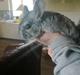 Chinchilla Tulle