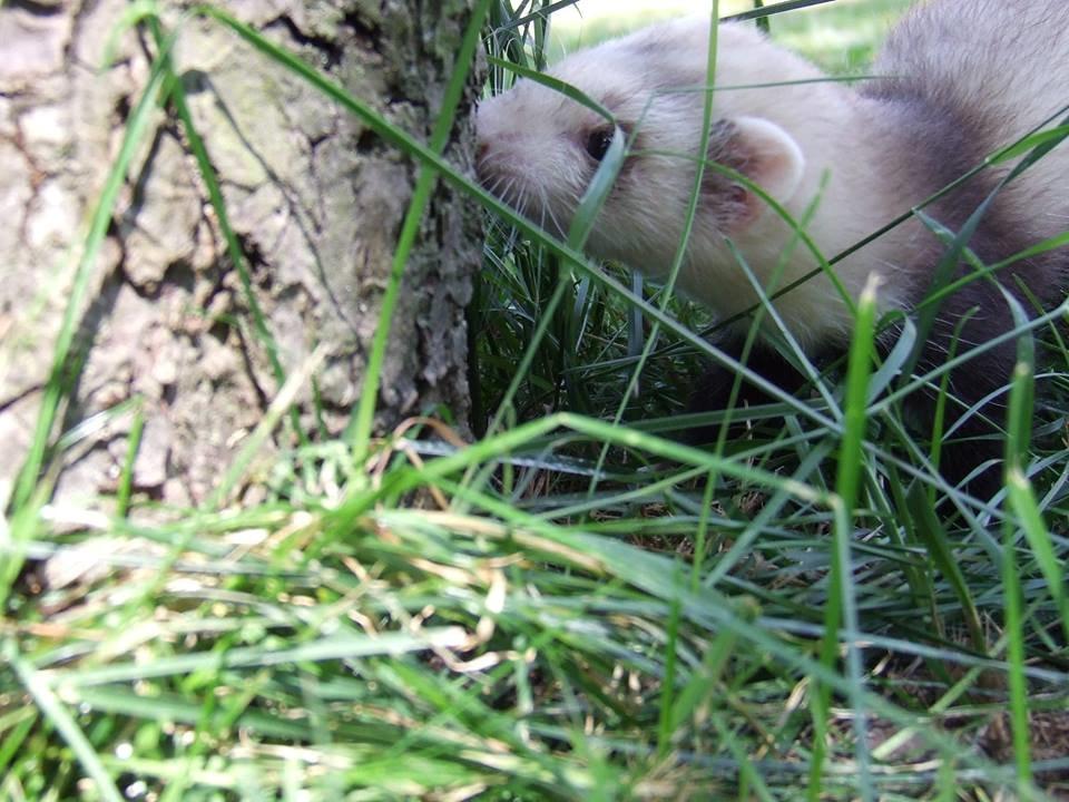 Ilder Mercedes billede 11