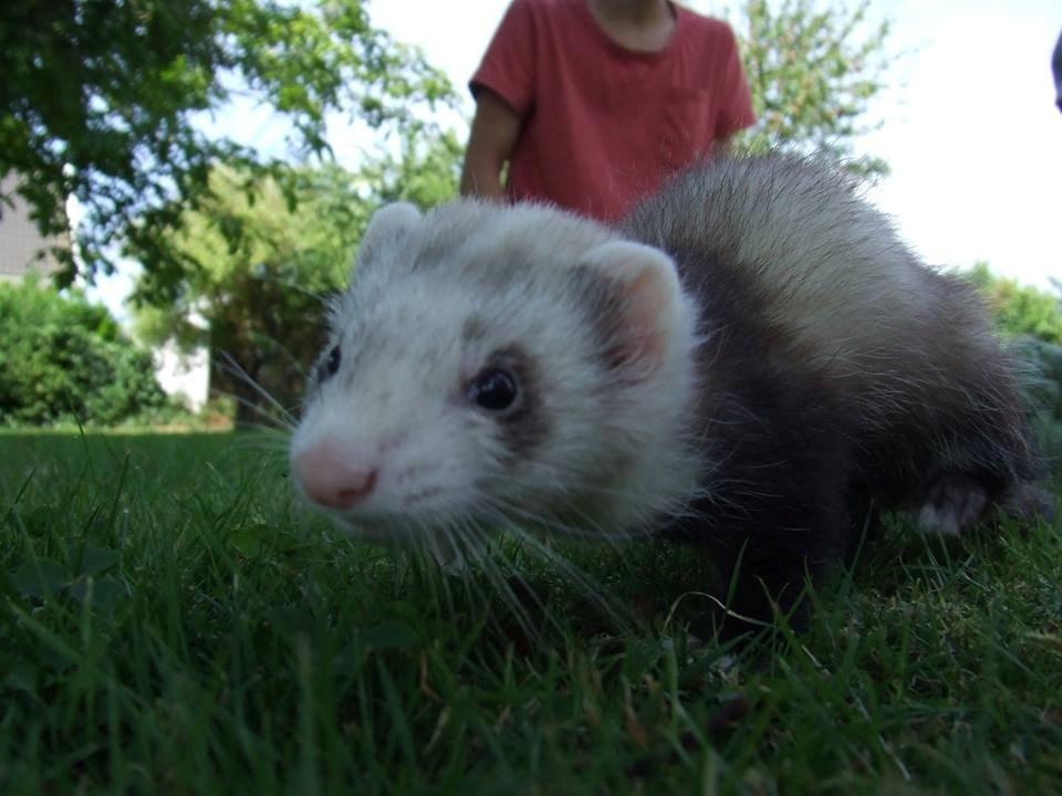 Ilder Mercedes billede 13