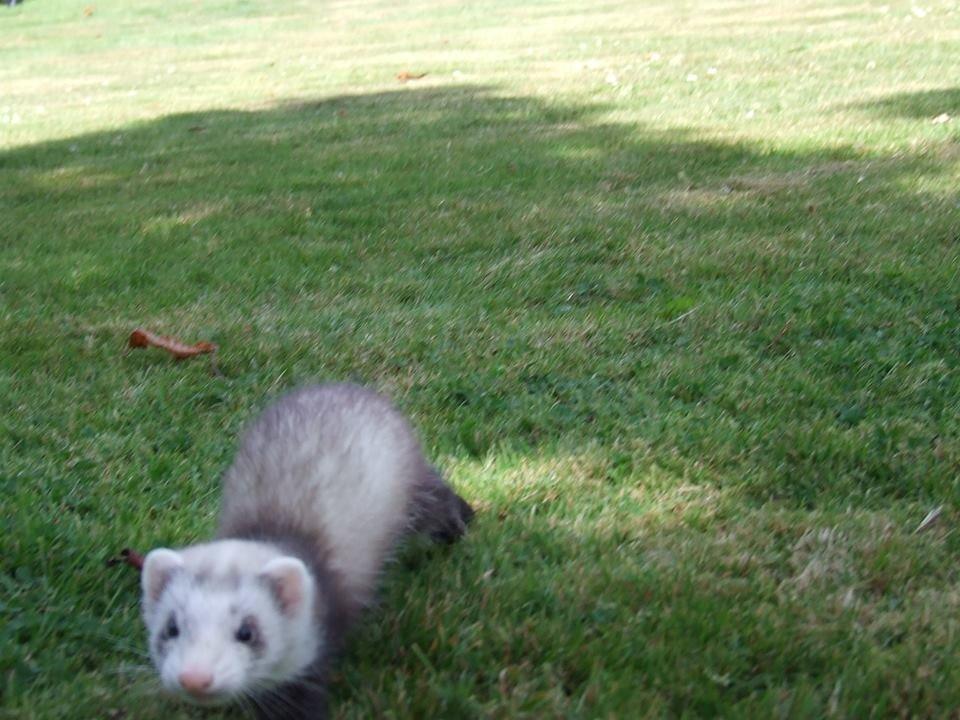 Ilder Mercedes billede 15