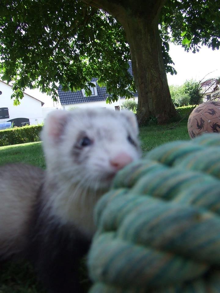 Ilder Mercedes billede 17