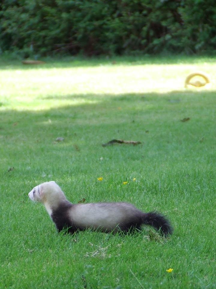 Ilder Mercedes billede 27