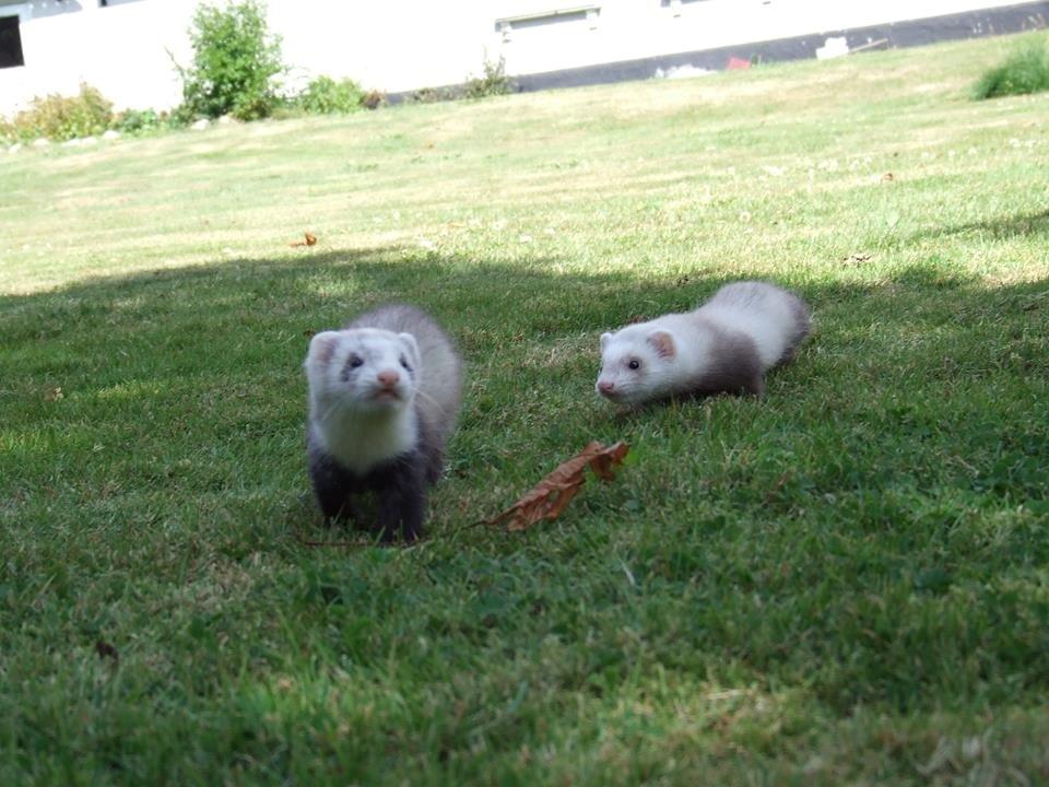 Ilder Mercedes billede 29