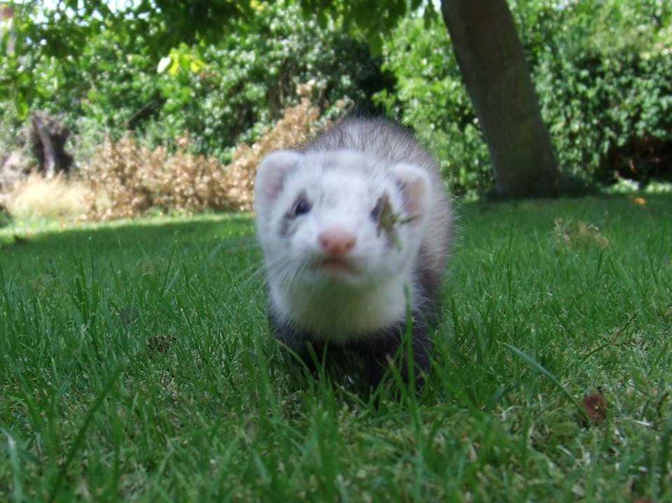 Ilder Mercedes billede 10