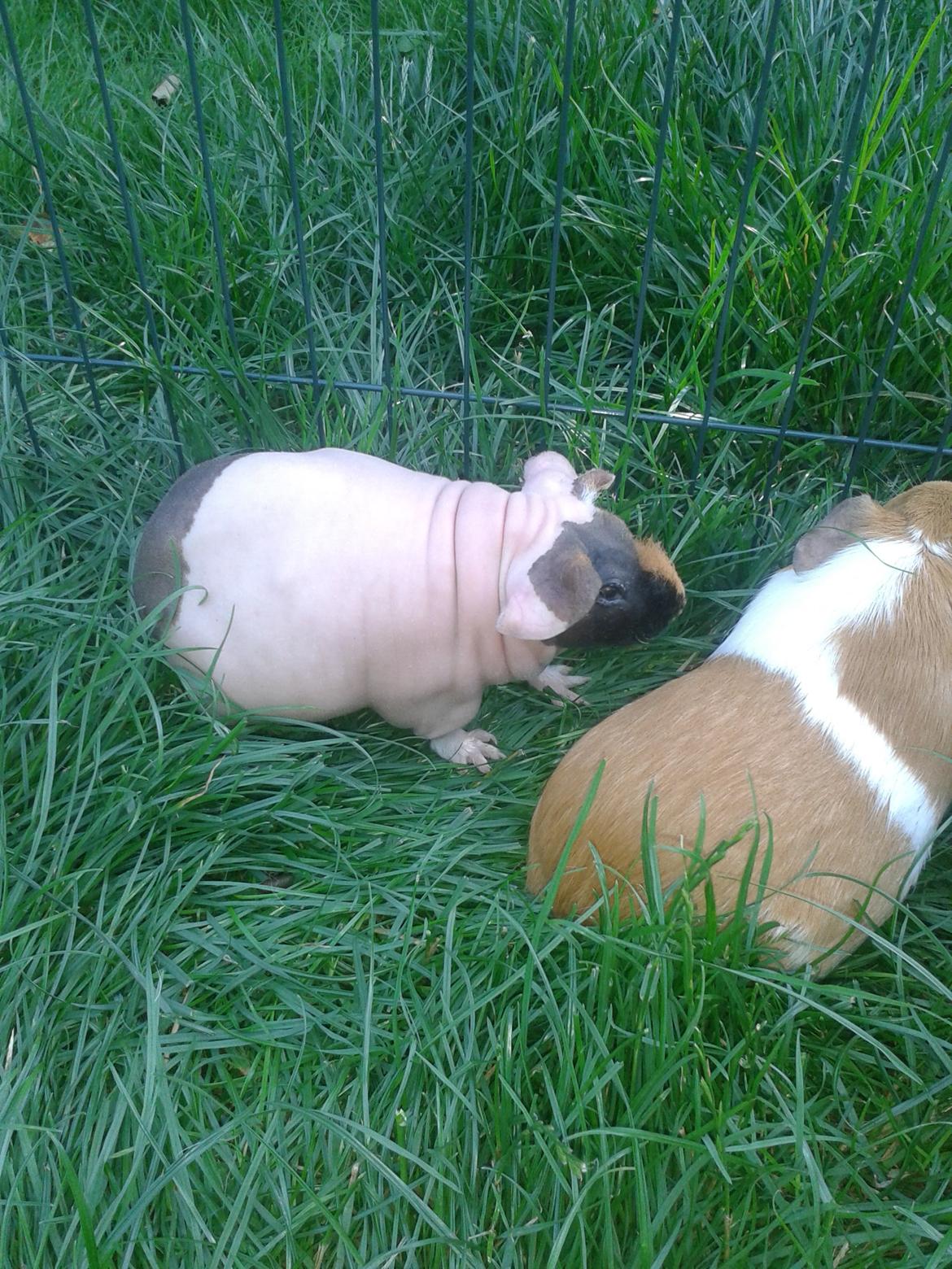 Marsvin Farmers lille My billede 1