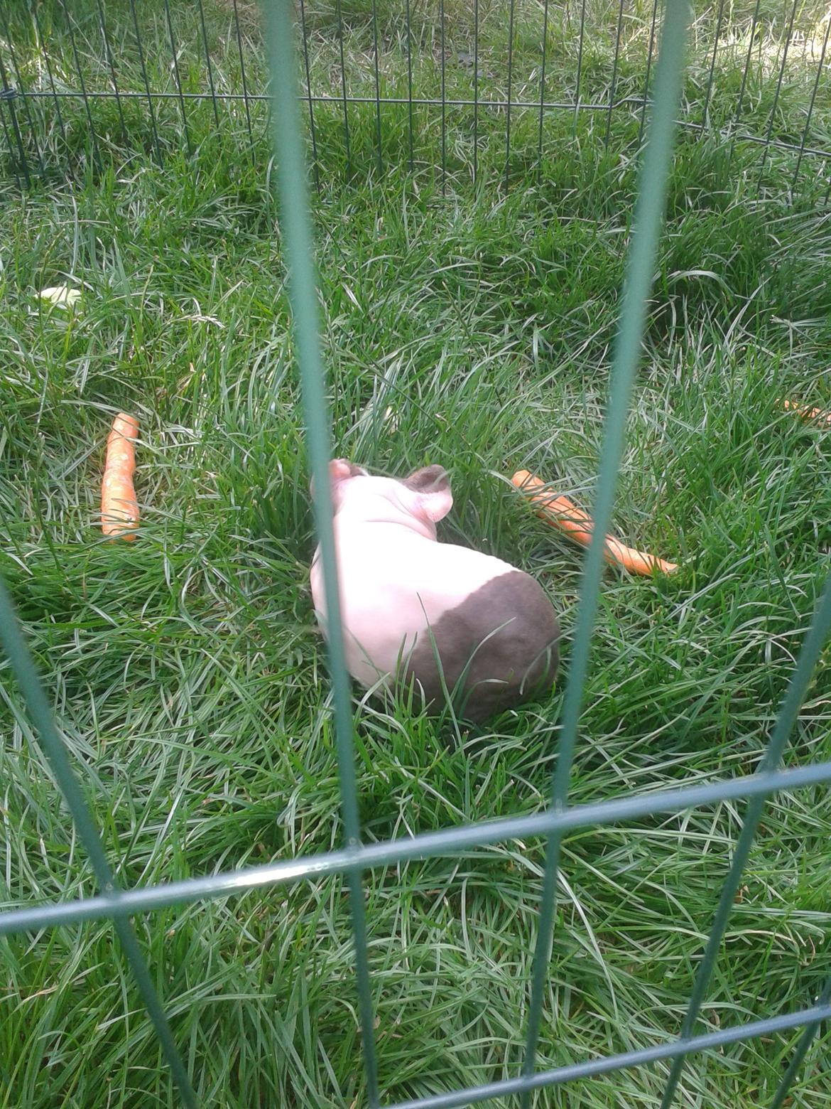 Marsvin Farmers lille My billede 3