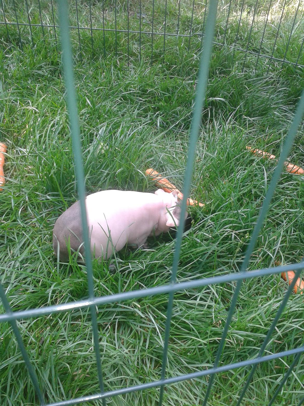 Marsvin Farmers lille My billede 4