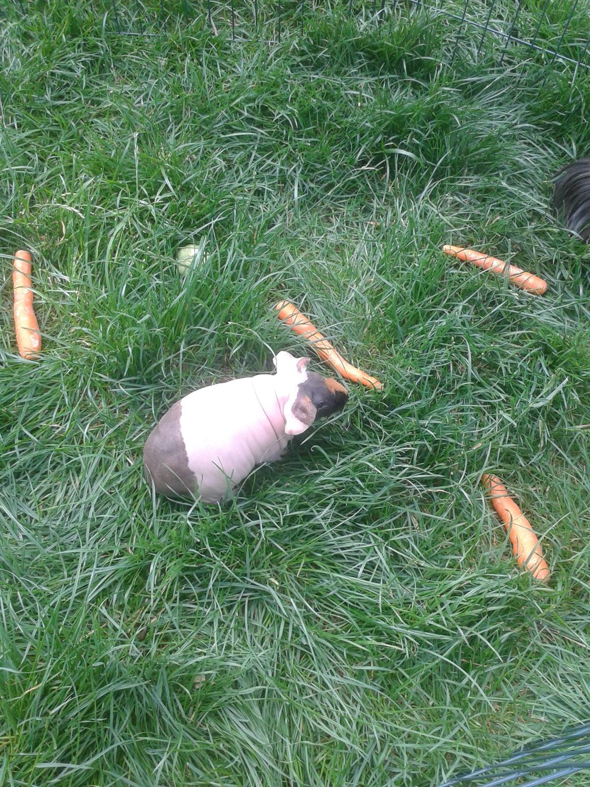 Marsvin Farmers lille My billede 5