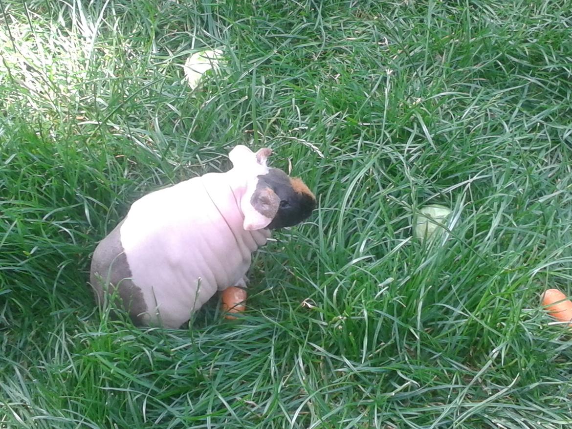 Marsvin Farmers lille My billede 6
