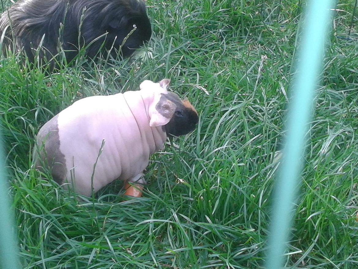 Marsvin Farmers lille My billede 7