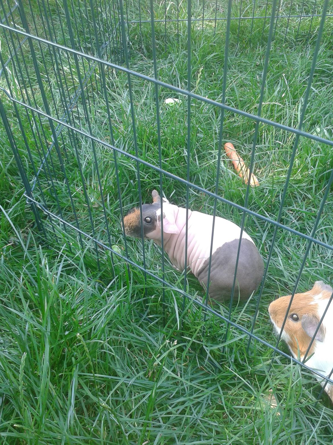 Marsvin Farmers lille My billede 2