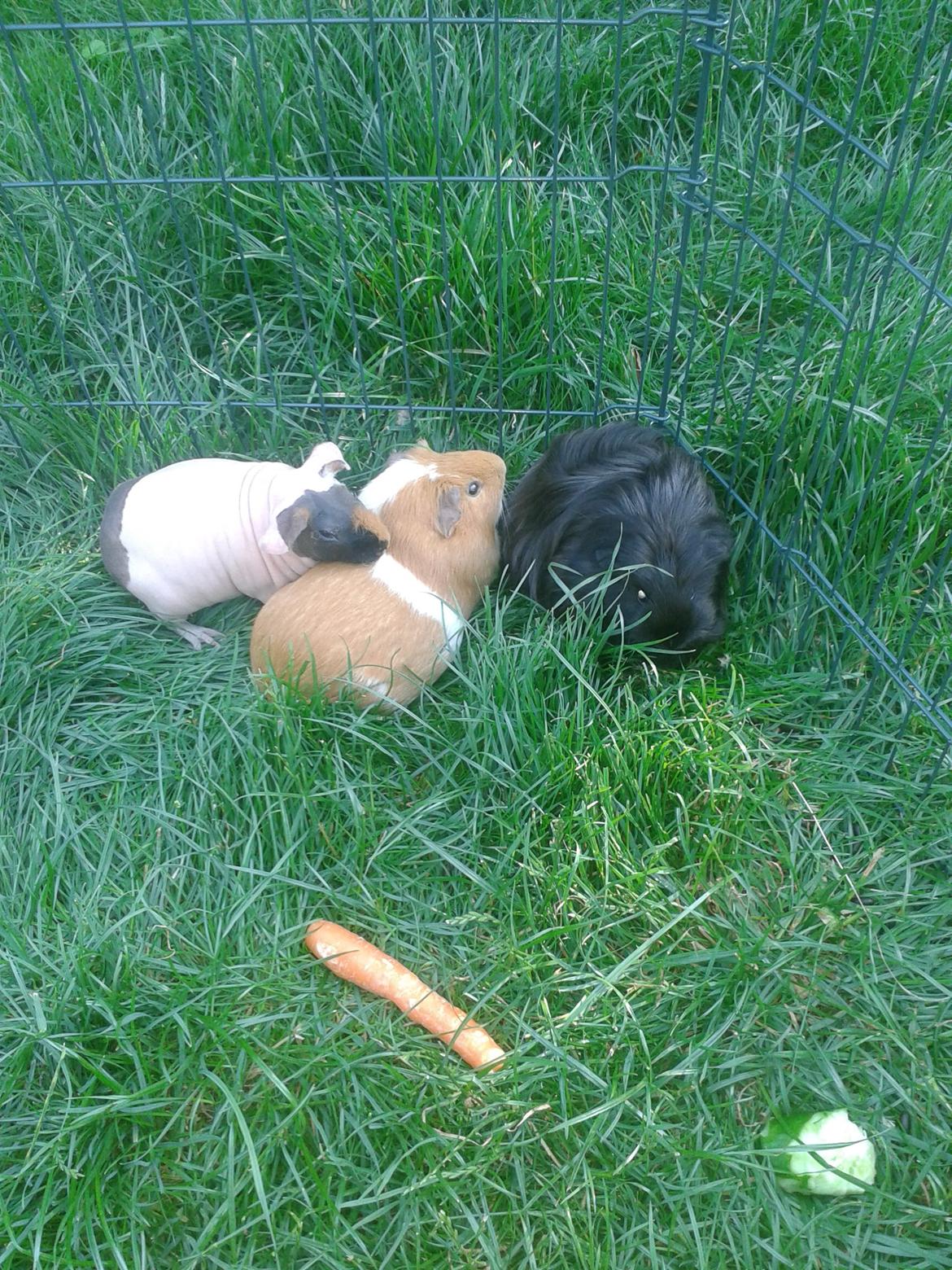 Marsvin Farmers lille My billede 8