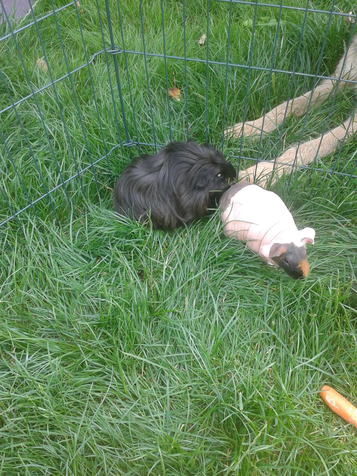 Marsvin Farmers lille My billede 9