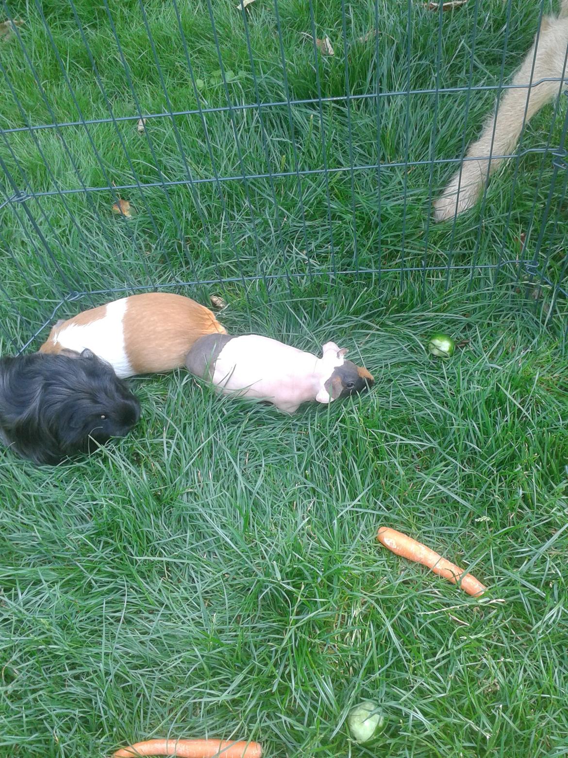 Marsvin Farmers lille My billede 10