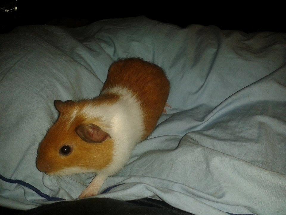 Marsvin Vega billede 1