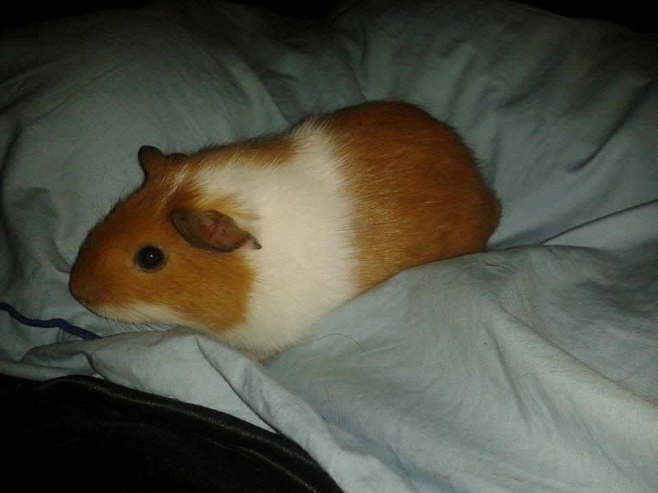 Marsvin Vega billede 3