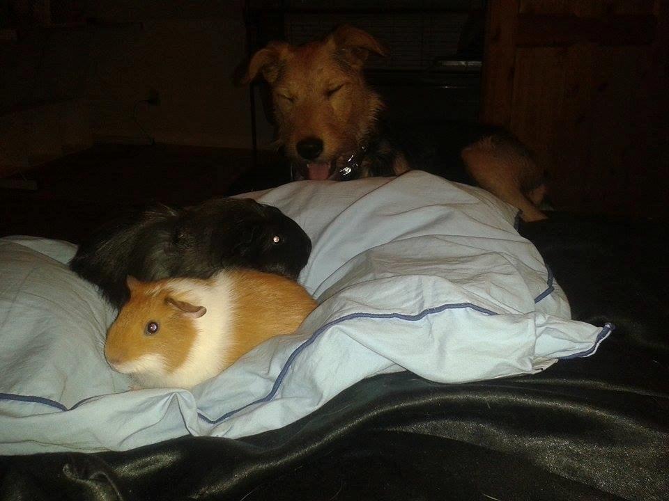 Marsvin Vega billede 4