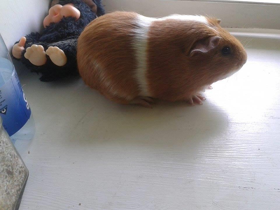 Marsvin Vega billede 8