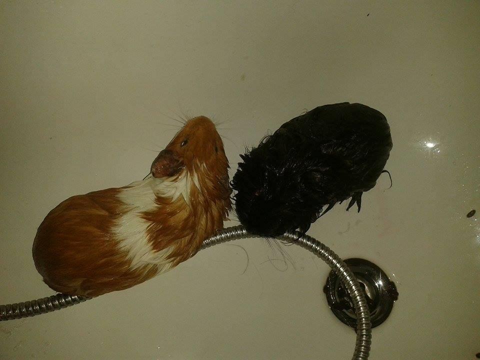 Marsvin Vega billede 9