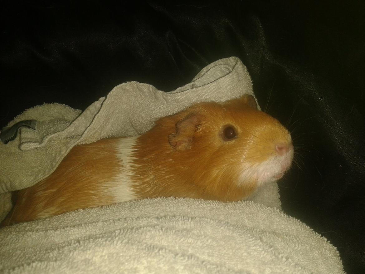 Marsvin Vega billede 11