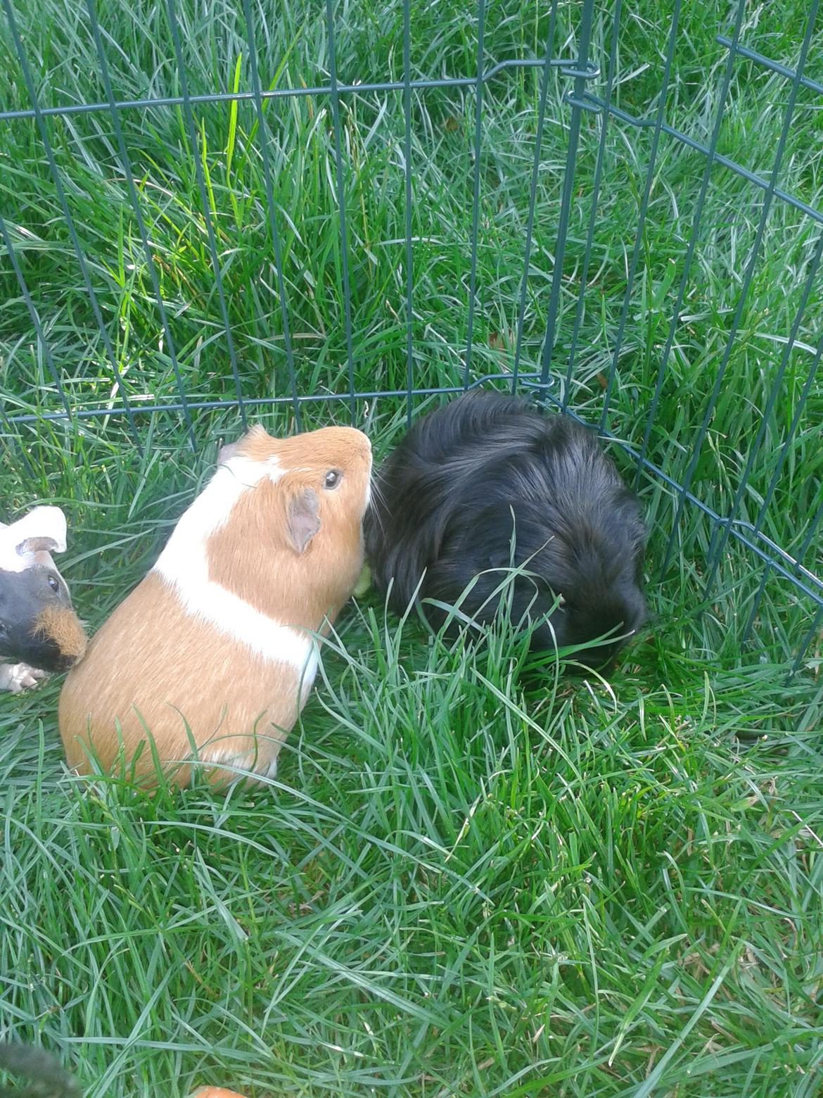 Marsvin Vega billede 14