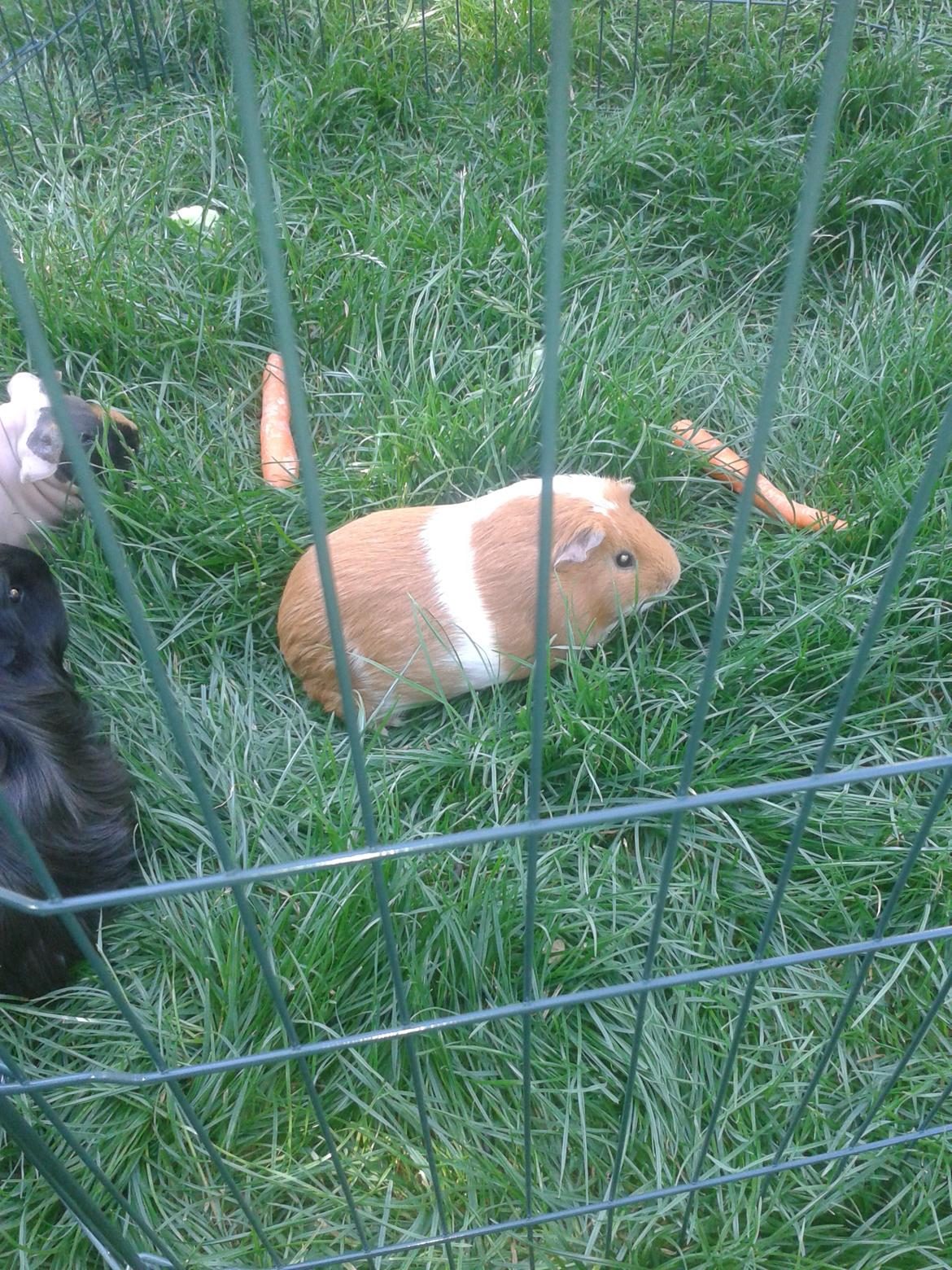 Marsvin Vega billede 17