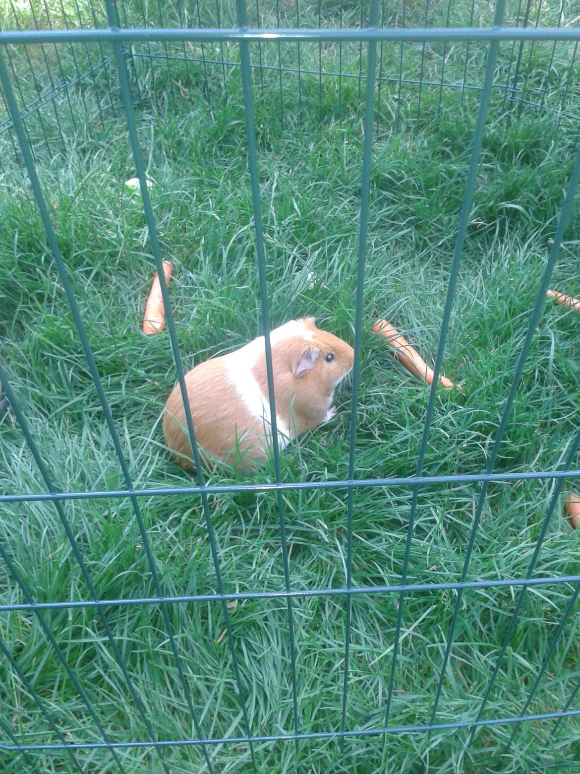 Marsvin Vega billede 18