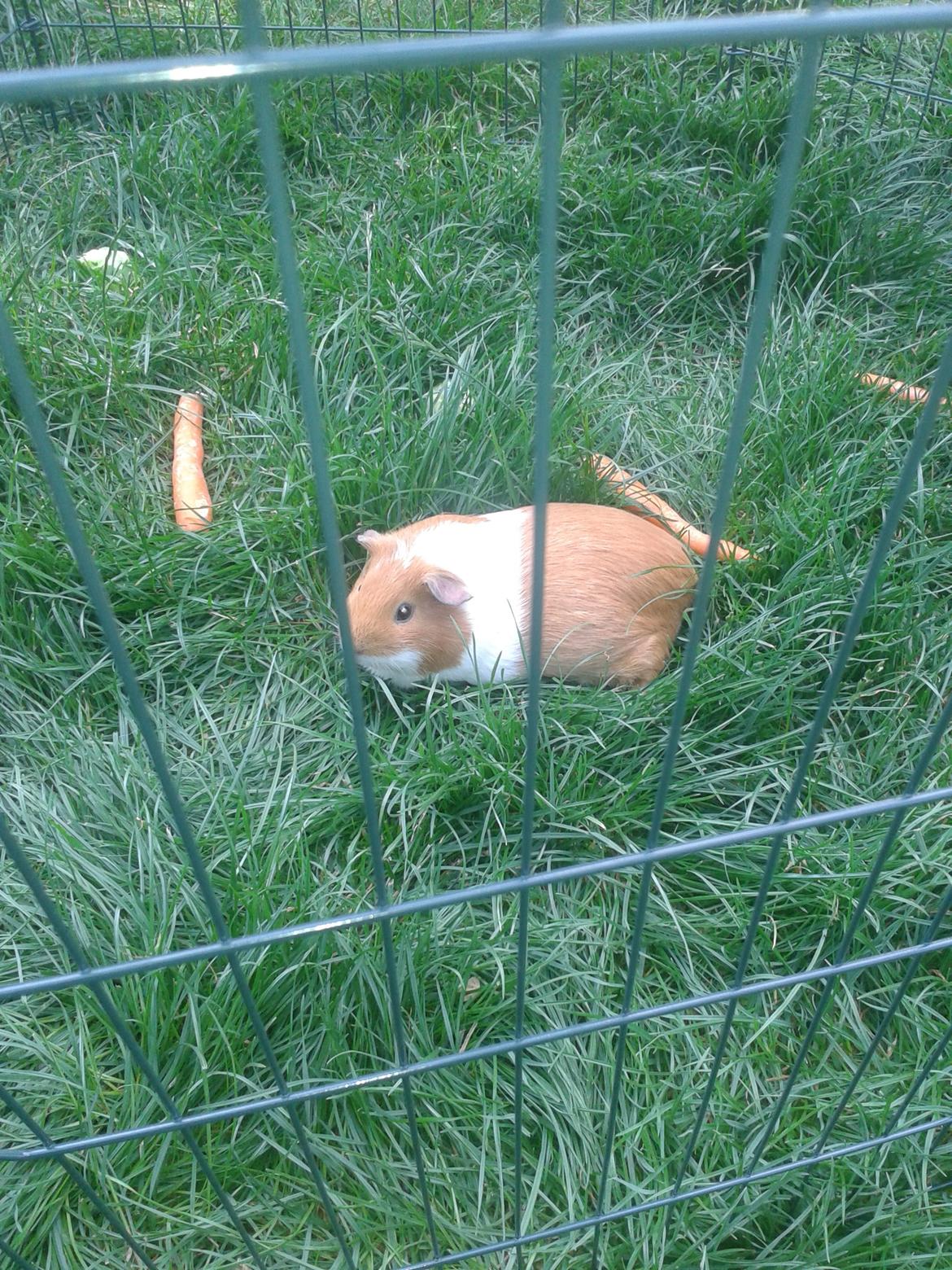 Marsvin Vega billede 19