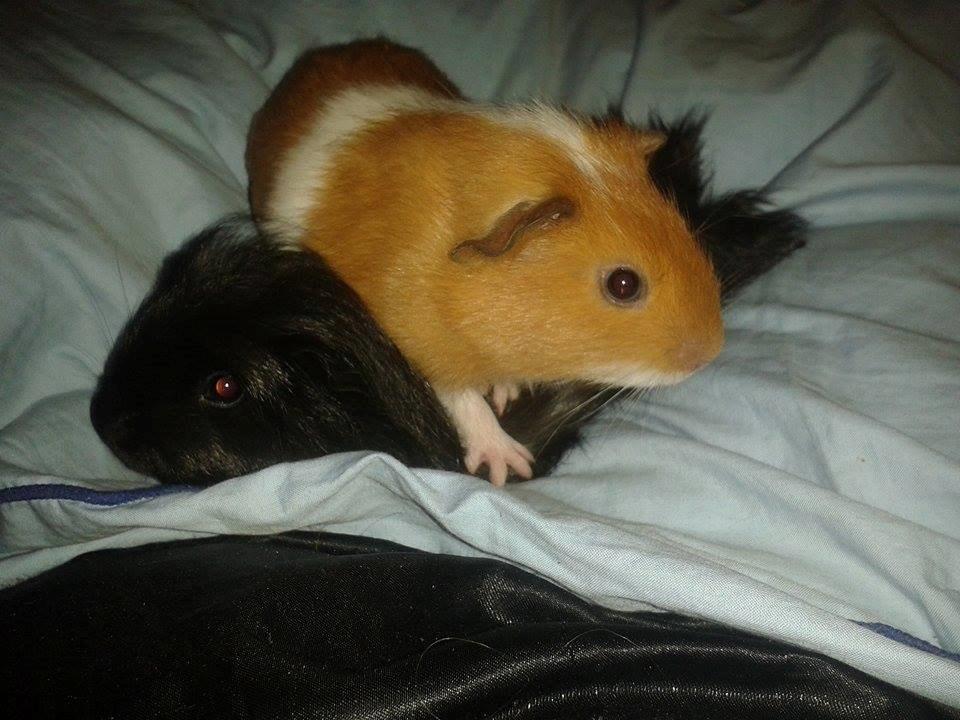 Marsvin Vega billede 2