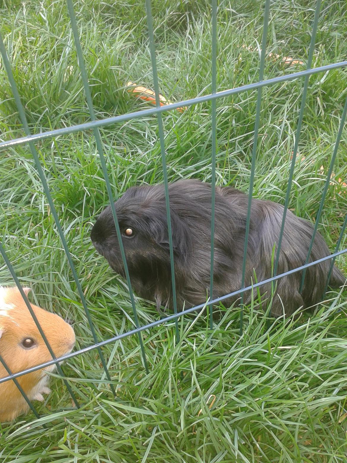 Marsvin Diva billede 8