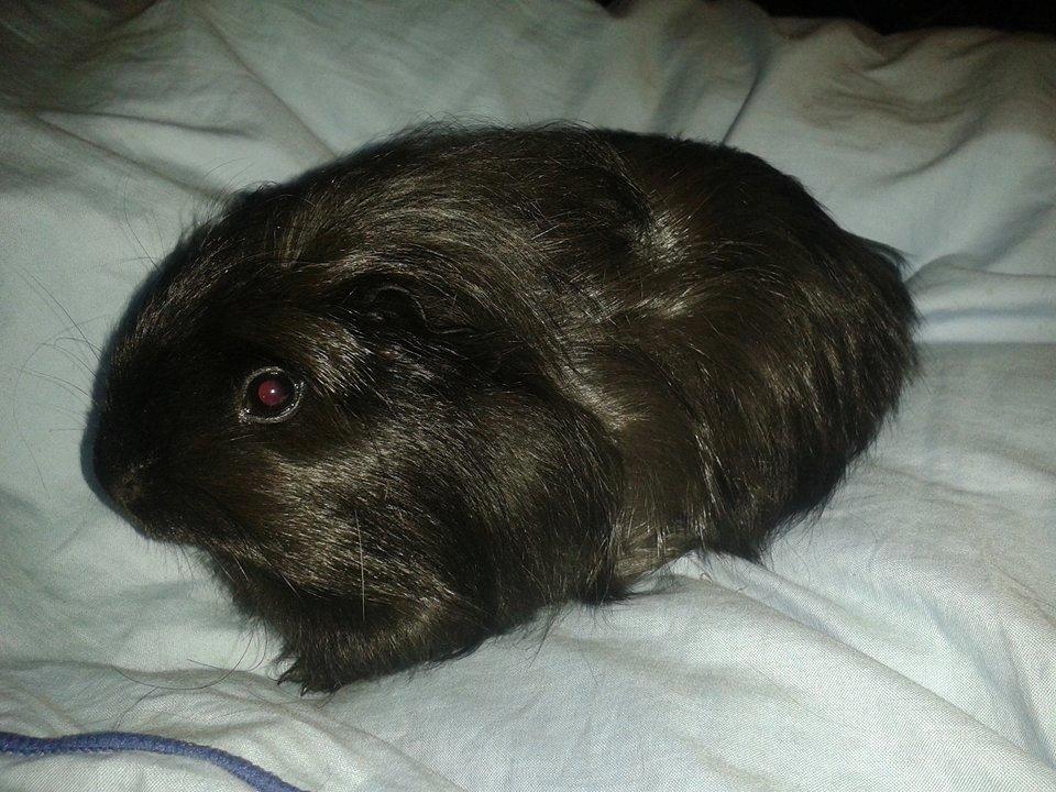 Marsvin Diva billede 2