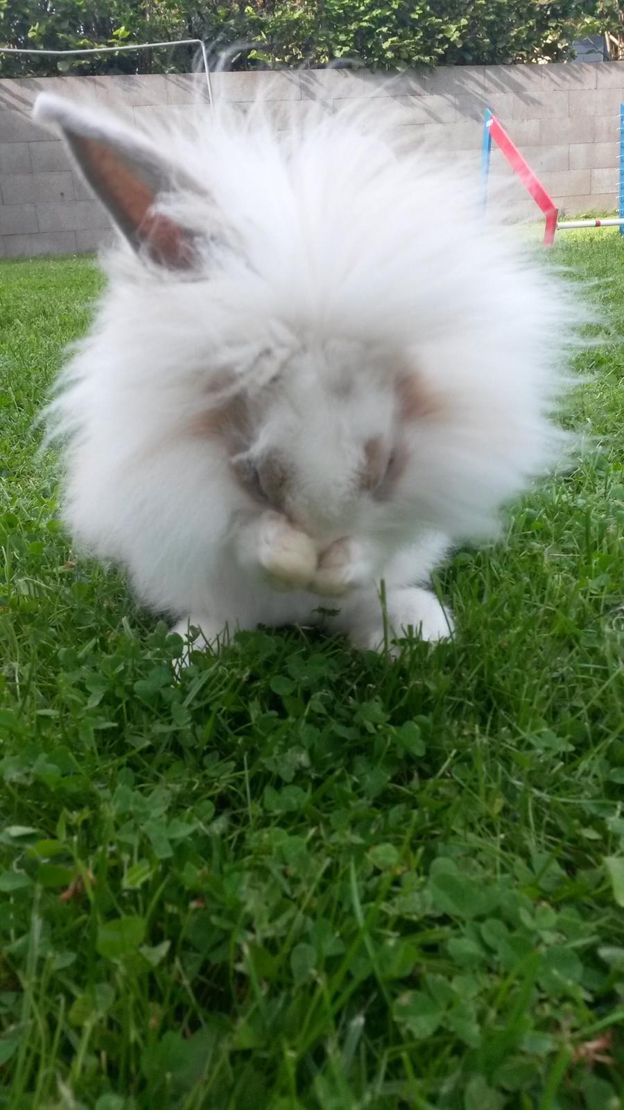 Kanin  SN's Diamond  billede 2