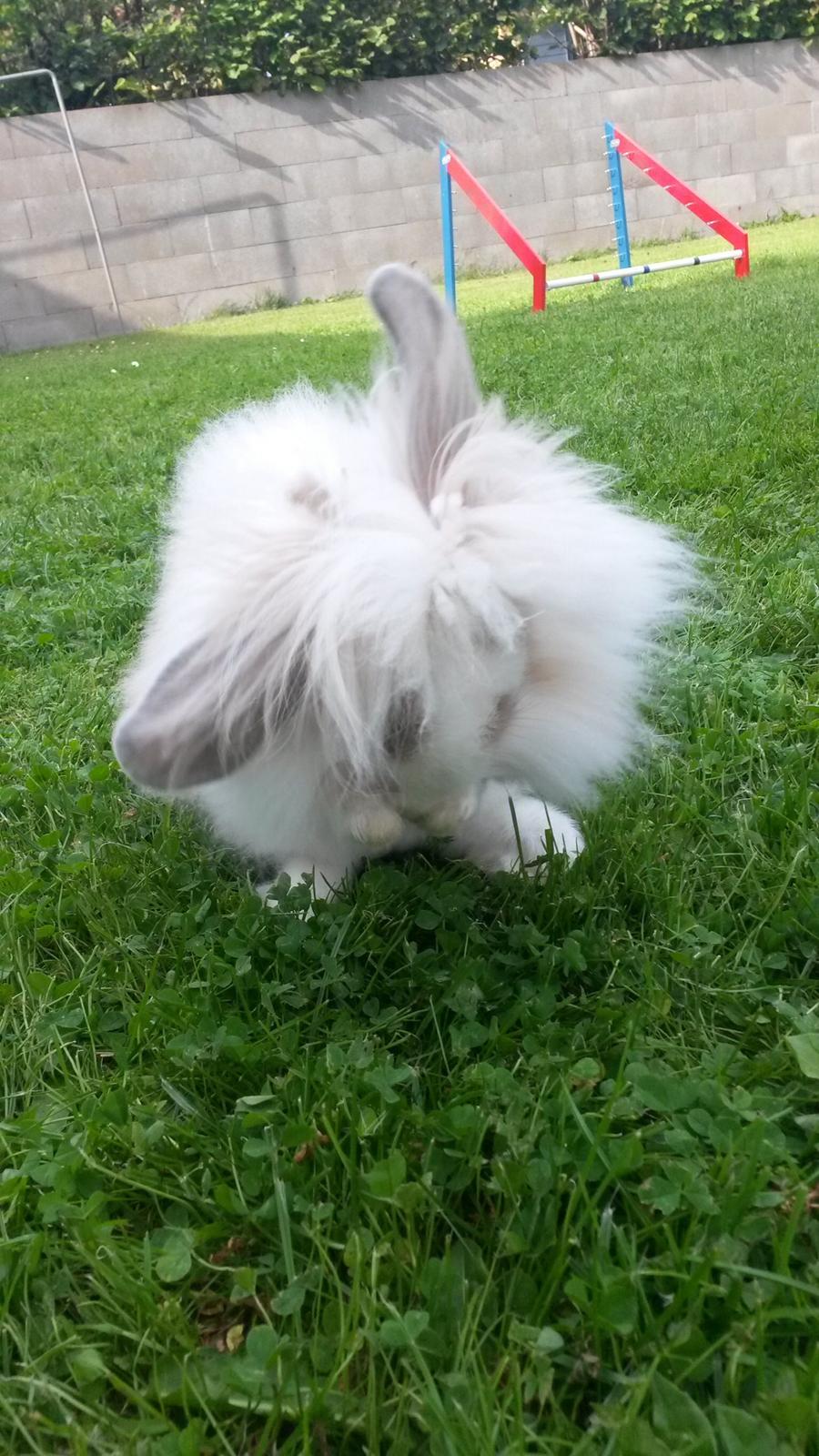 Kanin  SN's Diamond  billede 3