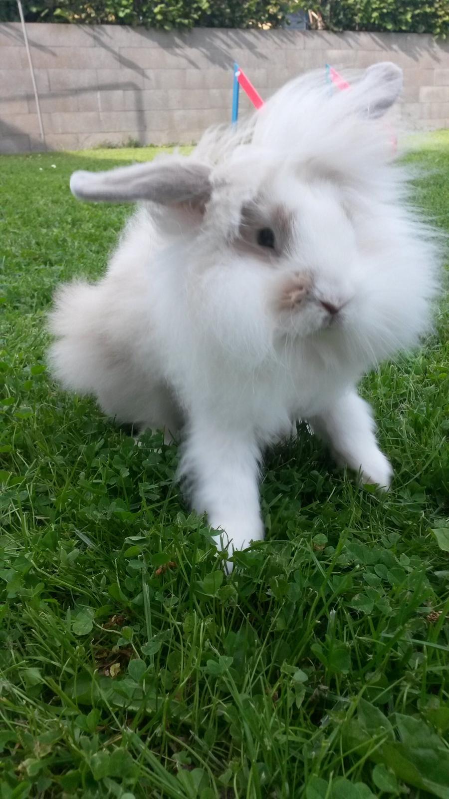 Kanin  SN's Diamond  billede 6