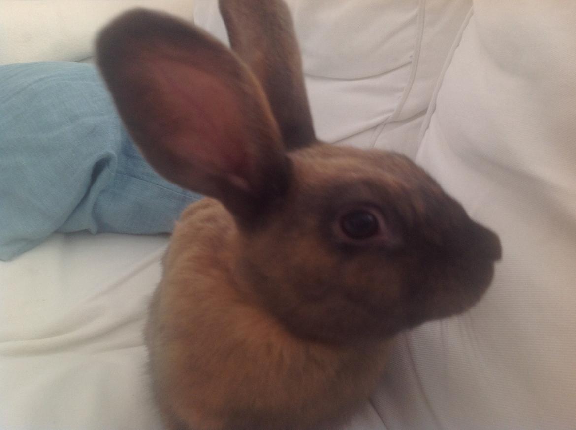 Kanin Apple billede 1