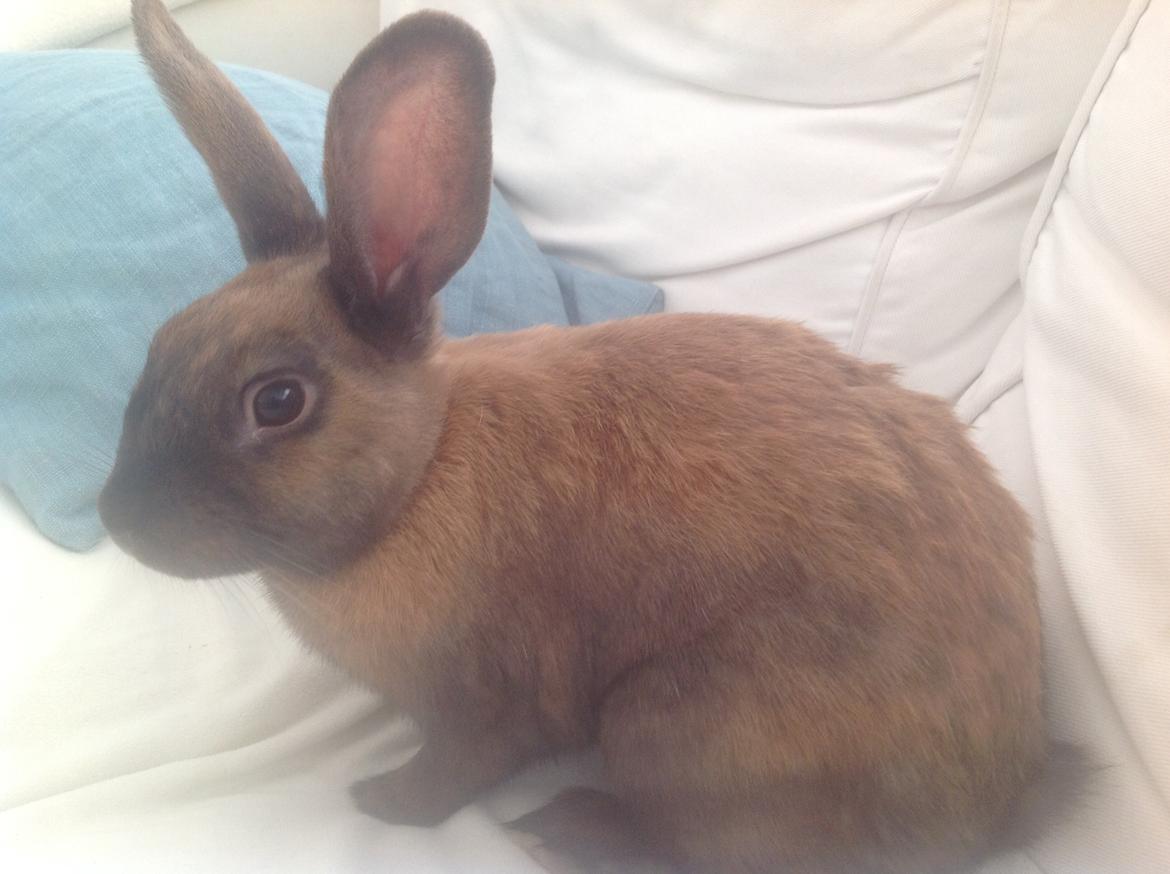 Kanin Apple billede 2