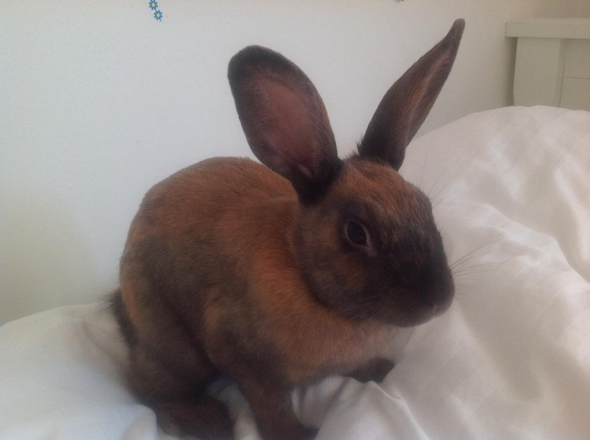 Kanin Apple billede 3