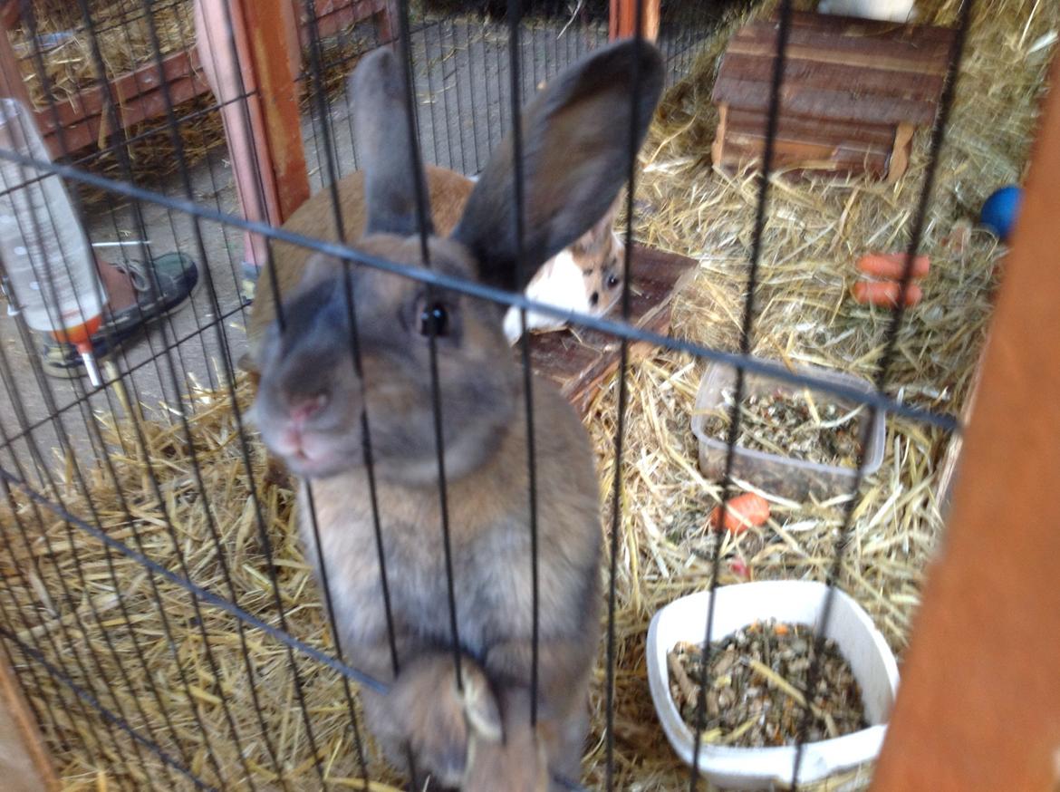 Kanin Apple billede 5