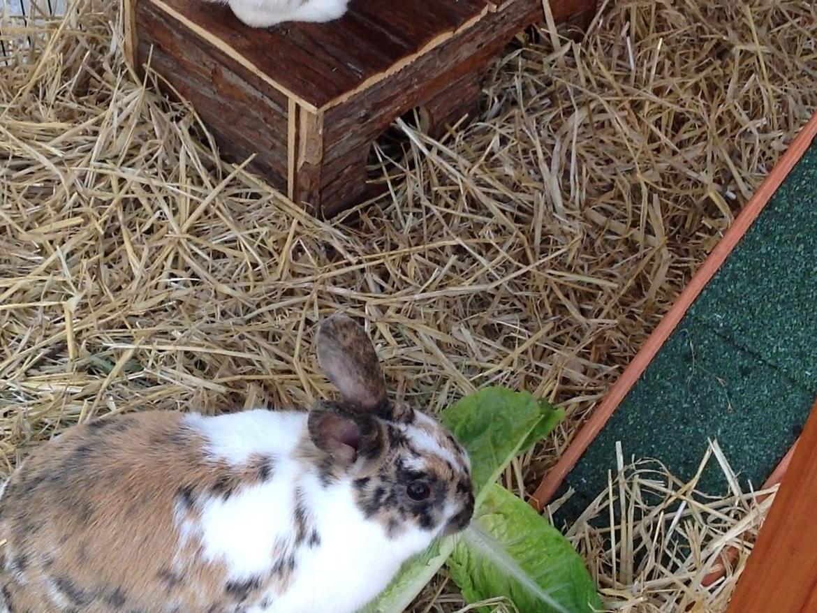 Kanin Asta billede 1