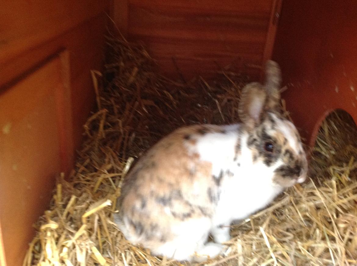 Kanin Asta billede 2